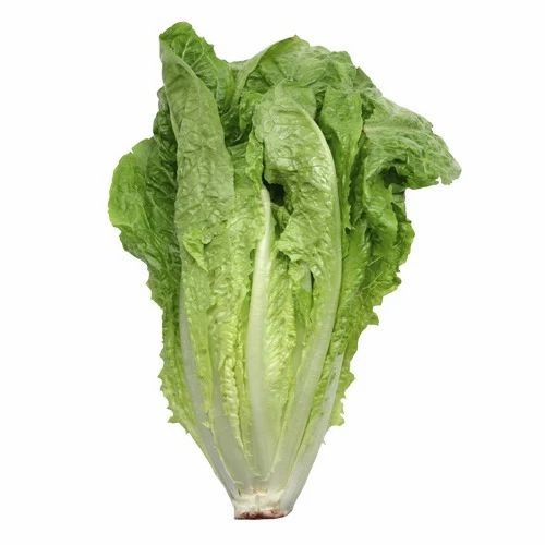 Lettuce Romaine