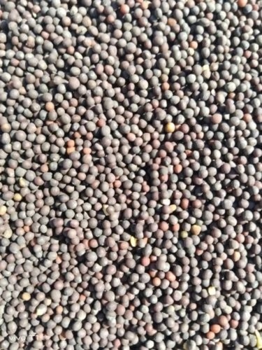 Mustard Seeds - 1 Kg PP Bag | Natural Cultivation, Grade A, 100% Purity
