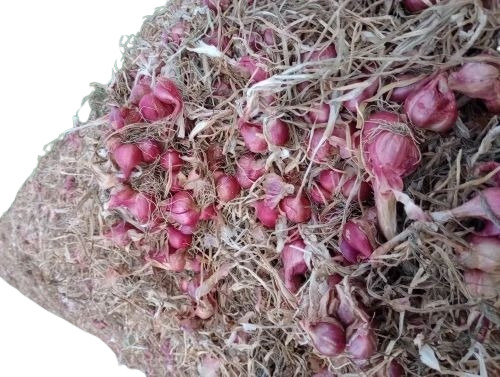Shallot Onions - 5 Kg Net Bag, A Grade Quality for Human Consumption | Chopped, Common Shape, Cooked Style