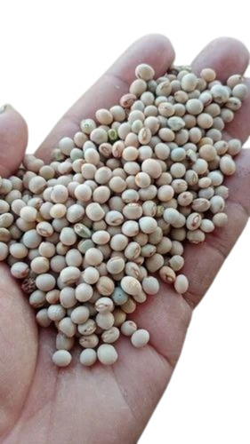Tuver Seeds - 1 Kg PP Bag | Natural Cultivation Grade A 100% Purity Good Quality