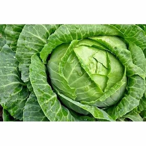 Fresh Cabbage - 25 Kg A Grade, Green Gunny Bag | Chopped, Common Shape, Cooked Style, No Preservatives, 22 g Calories/100 gm, 1 g Protein/100 gm