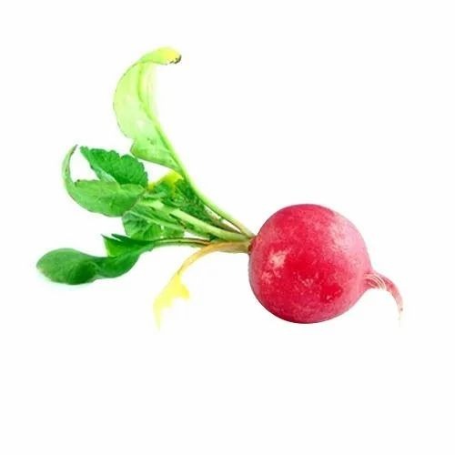 Fresh Radish - 25 Kg A Grade Chopped Form | Common Shape Cooked Style 16 kcal/100 gm 0.1 g Total Fat 0.7 g Protein