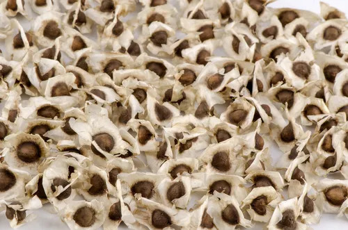Natural Moringa Seeds - 50Kg Bag Packaging, 100% Purity | Edible Quality, Fresh Condition, 1 Year Shelf Life