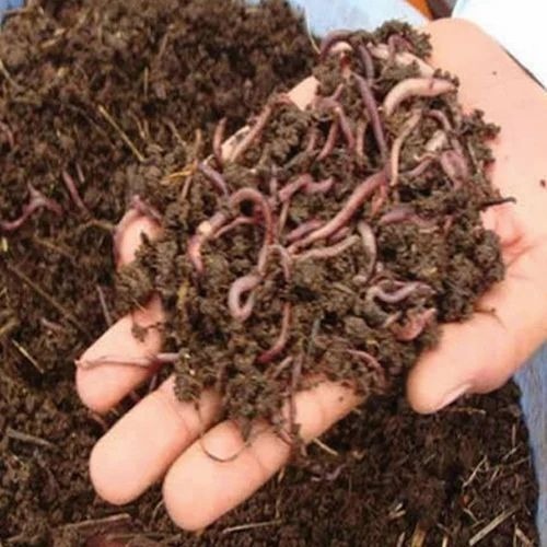 Natural organic Fertilizer