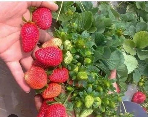 Camarosa Strawberry Plant - Grow Bag & Carton Box 5-10 Inch Height Full Sun Exposure Organic Variety Red Strawberry Plant