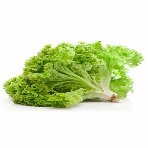 Celery Lettuce Leafy - Green Organic, A Grade/B Grade, 20 Kg Plastic Bag | Chopped Style, Common Shape, Cooked Processing Form