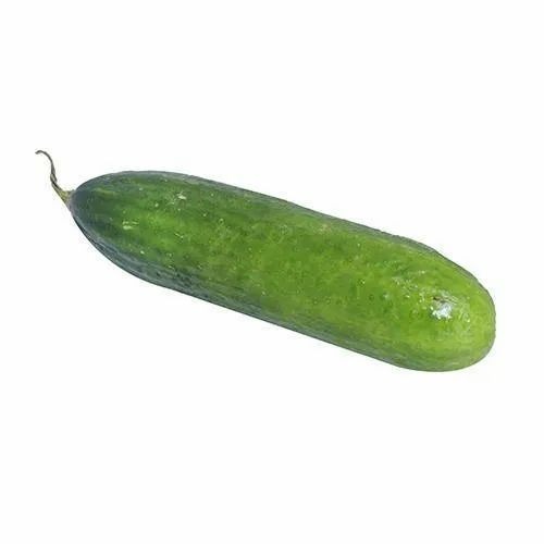 European Cucumber - 20 Kg Plastic Bag, A Grade Quality, Inorganic, Chopped Form, Common Shape, Cooked Style