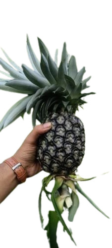 Fresh Pineapple