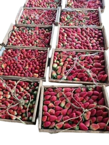 Fresh Strawberry - 5 Kg Carton Packaging, Organic Quality Red Whole Berries With 1-2 Days Shelf Life