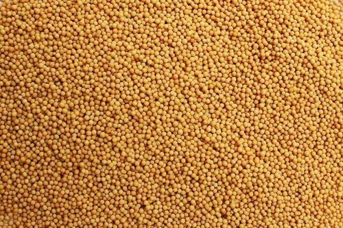 Natural Mustard Yellow Seed