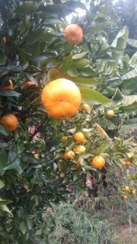 Orange Fruits