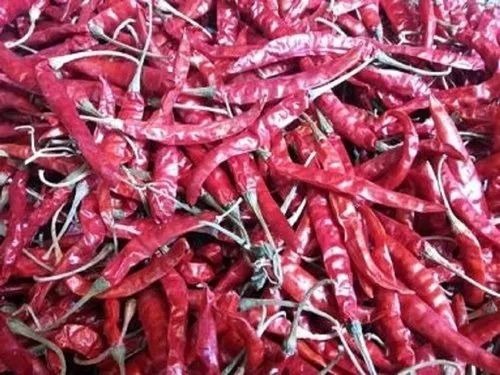 Dried Teja Red Chilli - With Stem Loose Packaging | Spicy Flavor Grade A Shelf Life of 9 Months Store in Cool and Dry Place