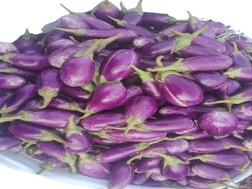 Fresh Brinjal