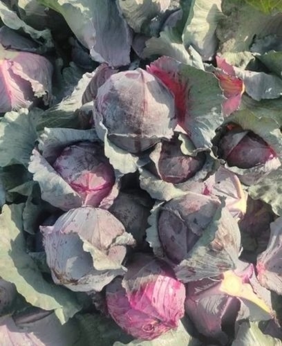 Red Cabbage