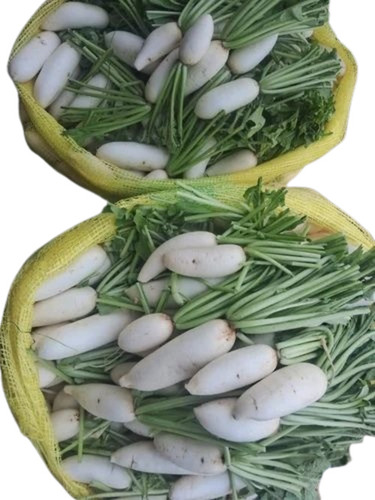 White Radish