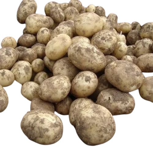 Fresh Organic Potato - C Grade Brown Imported Quality | Chopped Cooked Style Common Shape 40 Kg Loose Packaging
