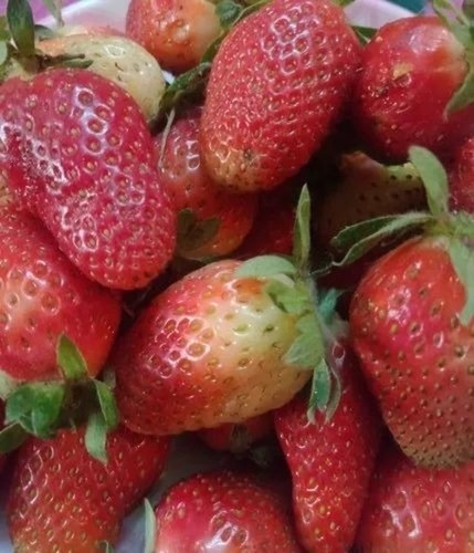 Strawberry Plant - Alkaline Soil Specific, Nabila Orange Variety for Garden Use | Well Watered, Vibrant Green Foliage