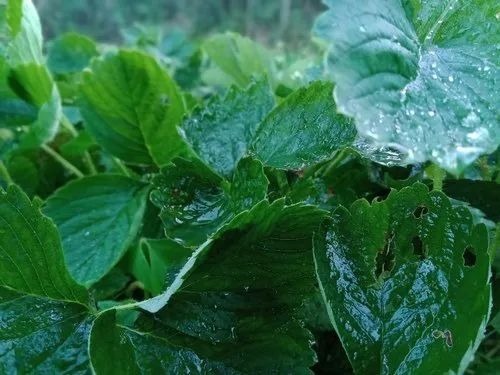 Strawberry Plants - Well Drained Soil, Full Sun Exposure | Red Color, Optimum Quality, Variety: Other Strawberry Plants