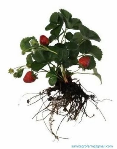 Strawberry Tissue Culture Plants - Soil Specific for Well-Drained Soils, Full Sun Exposure, Red Leaves , Optimum Plant Quality