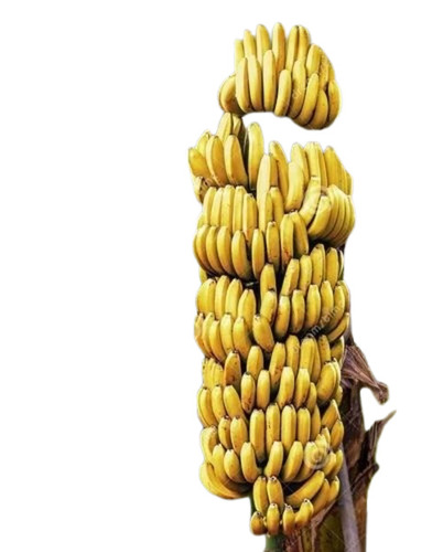 Banana - Fresh A Grade Bananas | Sweet Taste, Yellow Color, Whole Fruit, Common Cultivation Type from India