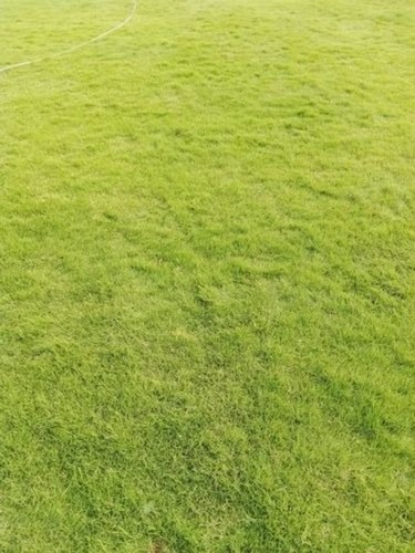 Bermuda Green Grass - Rectangular, 10 mm Pile Thickness | Natural Grass for Full Sun Exposure in Playgrounds