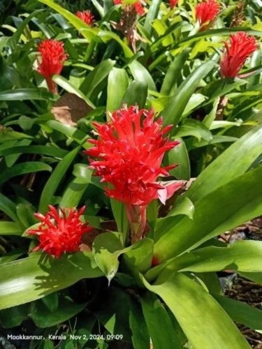 Bromeliads Flowering Plant - 12 Inches Tall, Fresh Red Blooms | Vibrant Green Flower Parts, Ideal for Garden Decor