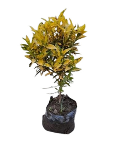 Garden Croton Plant