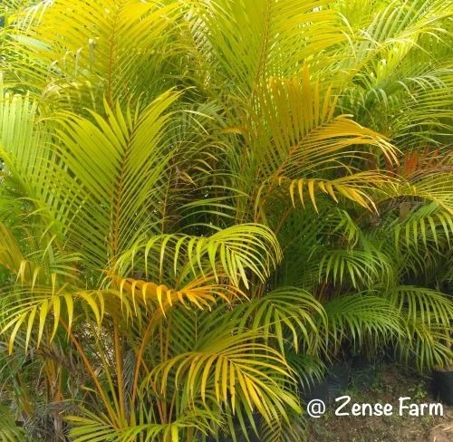 Golden Cane Palm Plant - Dypsis Lutescens, 8 Feet Height, Clay Soil Preference, Green Leaves | Ideal for Gardening, Well Watered Care