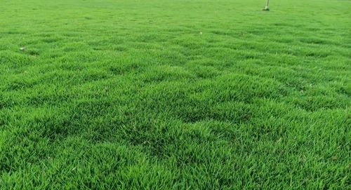 Green Natural Grass - Natural Grass, 4 Feet Rectangular Size, 8-10 Kg Weight, Ideal for Gardens, Playgrounds, Parks, and Household Use
