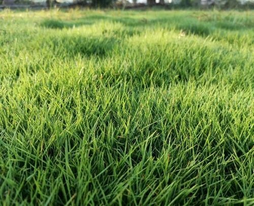 Green Natural Lawn Grass