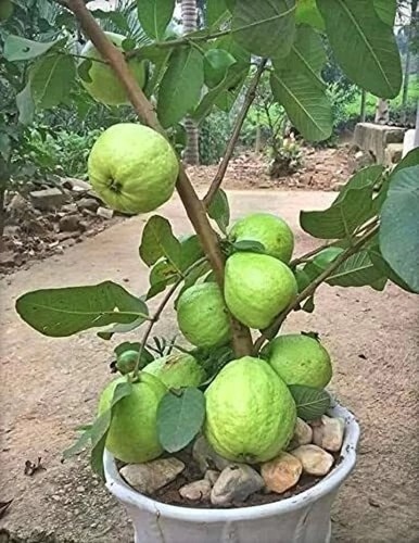 Guava Plants - Color: Green