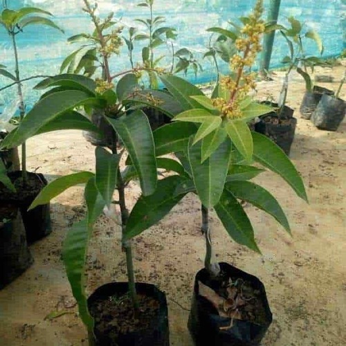 Mango Plants - Color: Green