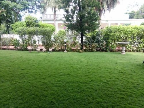 Natural Grass Lawn Turf - 4 Feet Size, Green Color, 8-10 Kg Per Piece Weight | Ideal for Gardens, Playgrounds, Parks, and Households
