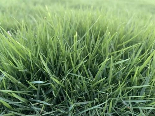 Mexican Lawn Grass - Natural Grass, 4 Feet Rectangular, Green Color, 8-10 Kg Per Piece | Ideal for Garden, Playgrounds, Parks, Household