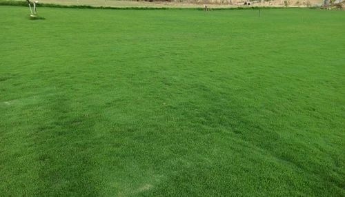 Natural Grass - Rectangular 4 Feet, Green Color, 8-10 Kg Per Piece | Ideal for Gardens, Playgrounds, Parks, and Household Use