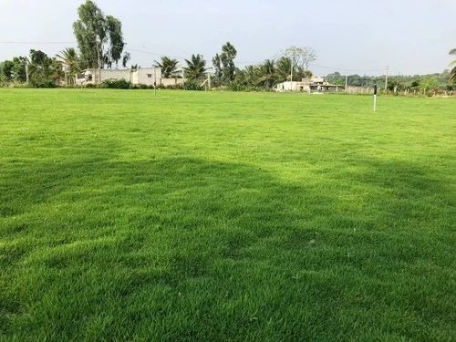 Natural Lawn Grass - 4 Feet Rectangular Green Grass | Ideal for Gardens, Playgrounds, Parks, and Household Use, Weight 8-10 Kg Per Piece