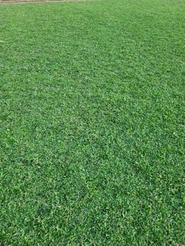 Pearl Grass Sheet - Natural Grass Material, 4 Feet Rectangular Size, Green Color | Ideal for Garden Landscaping, 8-10 Kg Per Piece Weight