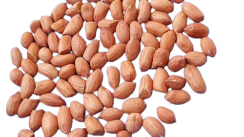 Raw Bold Peanut 60/70 For Oil Extraction 50 Kg Jute Bag - 48-52% Oil Content, Organic Cultivation, 12-Month Shelf Life, Dried Variety