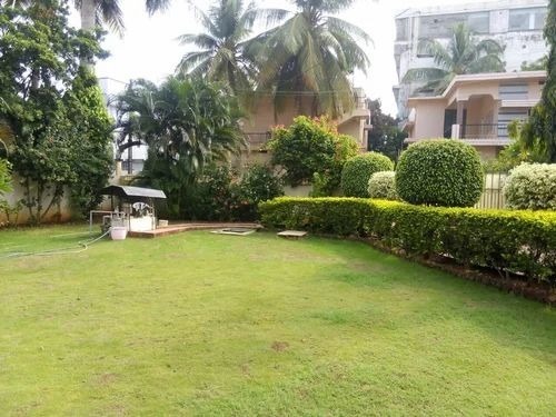 Rectangular Well Watered Mexican Lawn Grass - 4 Feet, Green | Natural Grass, Ideal for Gardens, Playgrounds, Parks, and Households