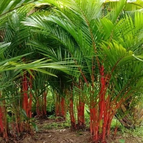 Red Palm Plant - Clay Soil Compatible 8 Feet Height Green Leaves | Ideal for Well-Watered Gardening Applications