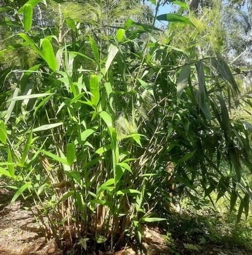 Tiger Grass Plant - Clay Soil, Green Leaves | Ideal for Gardening and Well Watered Areas, Thrives in Diverse Environments