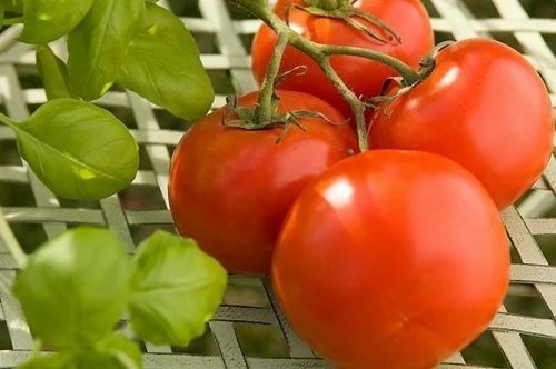 Tomato - Fresh A Grade Chopped Vegetables | Common Shape, Cooked Style, Optimum Quality for Human Consumption