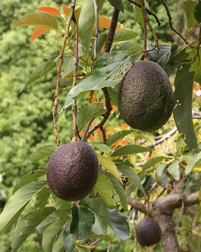 Healthy Avocado - Cultivation Type: Plastic Sheeting