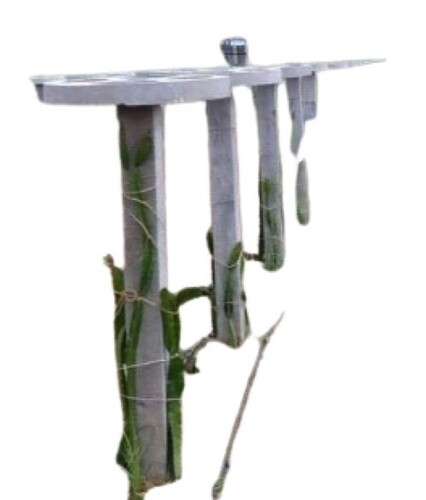 Square Dragon Fruit RCC Pole