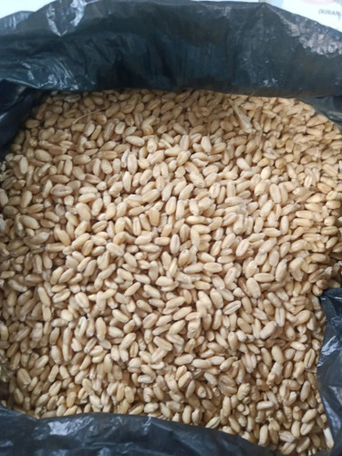 Agriculture Wheat - 100% Pure Bread Wheat Light Yellow Color Natural Drying Method Very Good Quality Good for Health Shelf Life 3 Years Hard Physical Form Cooking Processing Type 5% Broken Portion 10% Foreign Particles