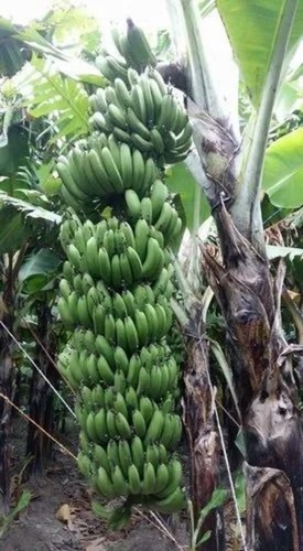 Banana Tissue Culture Plants - Green Variety | Height: 8-10" Spread: 6ft Well Watered Full Sun High Yield of Aroma Fruits Grade A