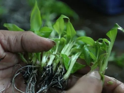 Ex-Agar Banana Plants - Imported Variety: Grand Nain, Color: Green | Organic Option, Well Watered, Leaves for Fruit Production