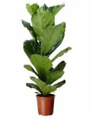 Ficus Lyrata - Fresh Fiddle Leaf Fig Plant | Green Color, Optimum Quality, Ideal for Home and Office Decoration