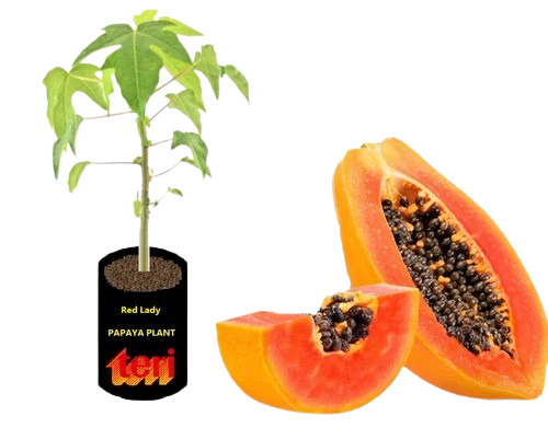 Papaya Plant - Green Leaves Variety | Outdoor Use by TERI, Ideal for Tropical Gardens and Landscaping