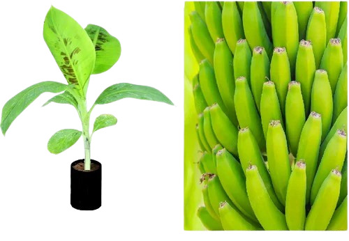Tissue Culture G9 Banana Plant - Clay Soil Specific, Well Watered, Green Leaves | Type: Sapling, Full Sun Exposure, Variety: Banana